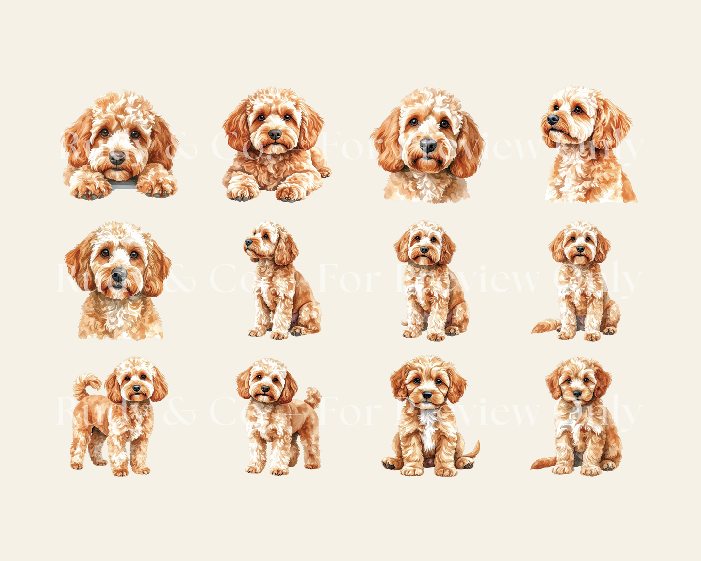 Cockapoo Clipart Set - 12 PNGS