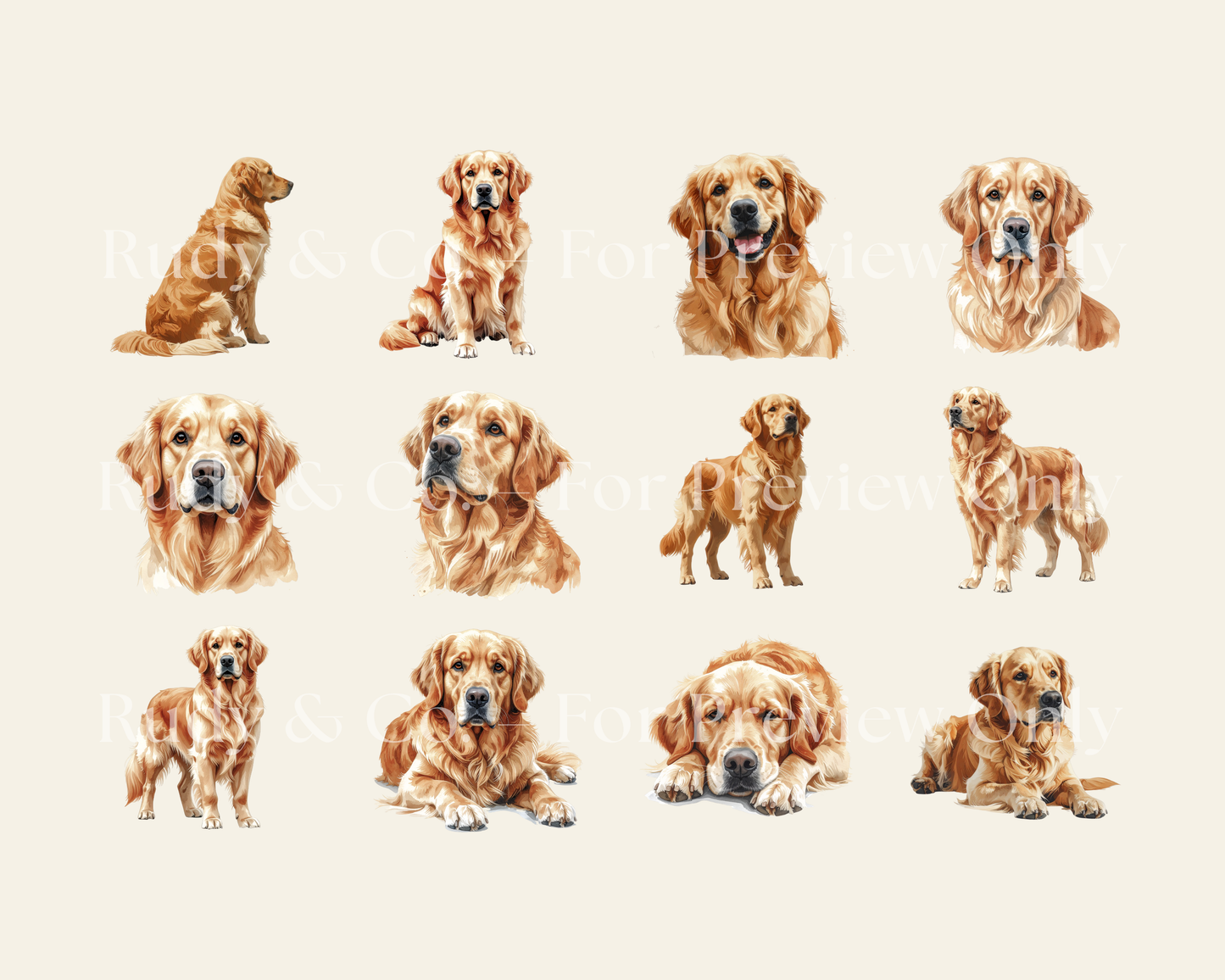 Golden Retriever Clip Art - 24 PNGs